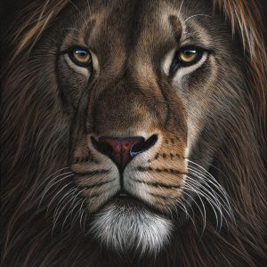 Lion close up