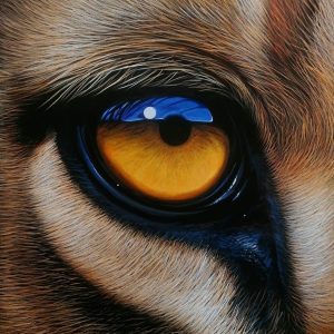 Lion Eye