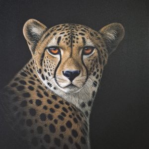 Amber gaze (1020 x 760mm)