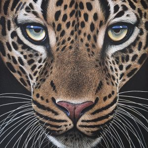 Focus (1020 x 760mm)