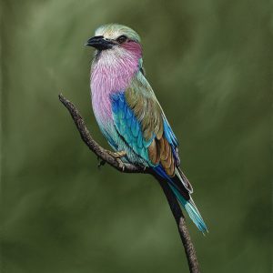 Lilac breasted roller (760x610mm)