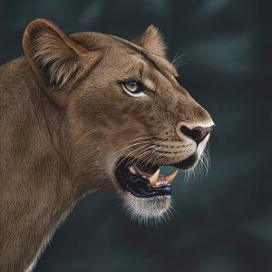 Mutjulu lioness 1020x760mm