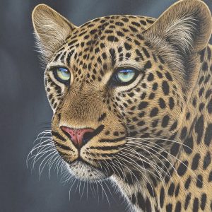 The calm stare (1020x760mm)