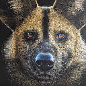 The African wild dog (2000x1000m)