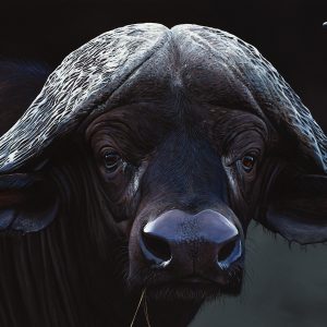 The Bull (2000x1000mm)